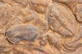 Foot Plate Of Large Asaphid Trilobites - Spectacular Display #133241-6